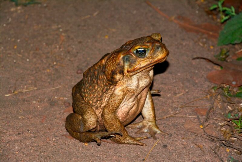 A toad sits, looking harmless.