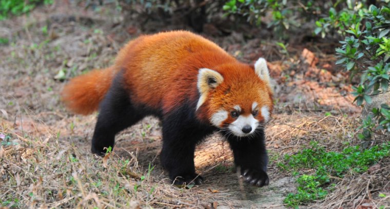 This menacing firefox seems to be on the prowl for unwanted third-party cookies.