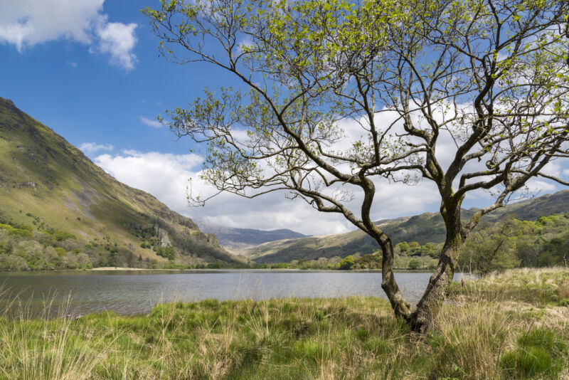 It's a bit too early for photos of Alder Lake-S CPUs, much less Raptor Lake-S—so here's a gorgeous photo of an alder tree on the shore of Llyn Gwynant, in North Wales' Snowdonia National Park.