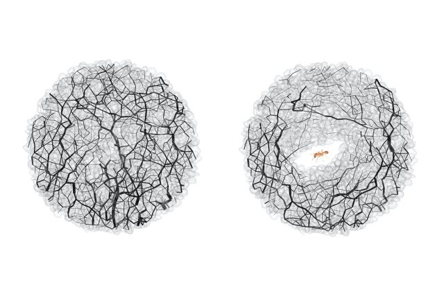 Granular forces (black lines) at the same location in the soil before (left) and after (right) ant tunneling.