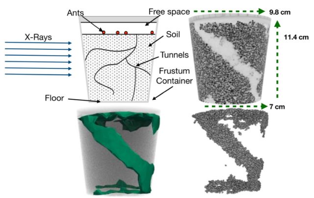 En haut à gauche : conception expérimentale.  En haut à droite : image radiographique d'un tunnel terminé.  En bas à gauche : ajustement du modèle des particules enlevées.  En bas à droite : Reconstitution numérique des particules prélevées par les fourmis sur le site initial.