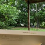 In June, the grove enjoys its full foliage—and the entire house is hardly visible at all. Note that we're still deliberately mis-aimed at the porch on the right, not the living room (completely obscured, on the left).