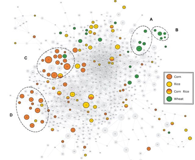 Mass spectral similarity network for chemical compounds in beers.