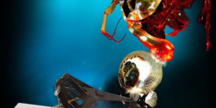 Scientists built a tiny robot to mimic the mantis shrimps knock-out punch