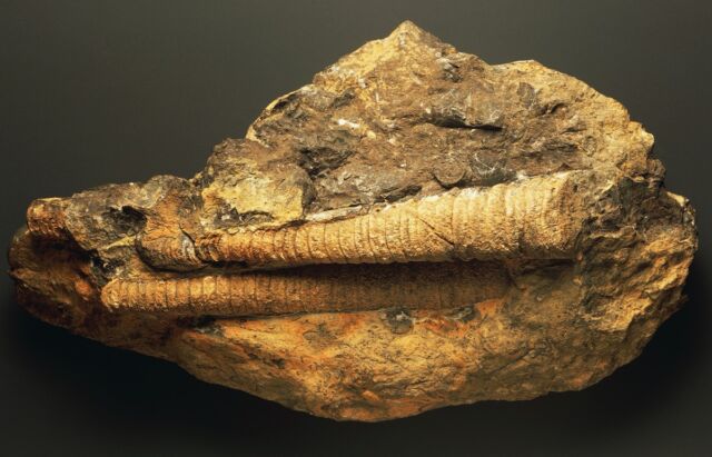 Forme de coajă ortoconică interioară din două ortocone, perioada Devoniană. 
