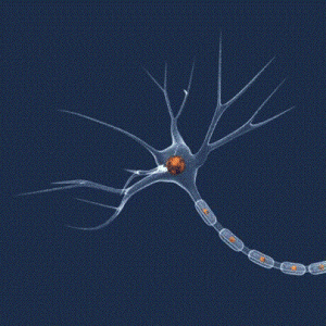 Un neurone, avec les dendrites (protubérances hérissées en haut) et une partie de l'axone (longue extension en bas à droite) visibles.