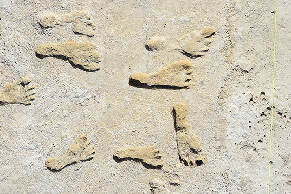 23,000-year-old footprints suggest people reached the Americas early