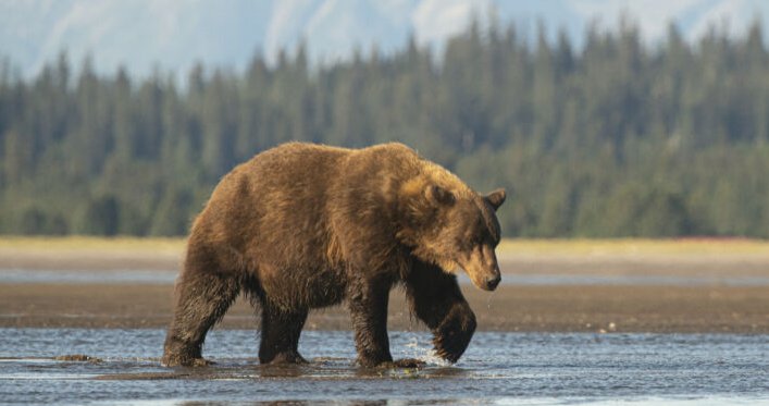 A bear lumbers along a shore with pine trees in the background.