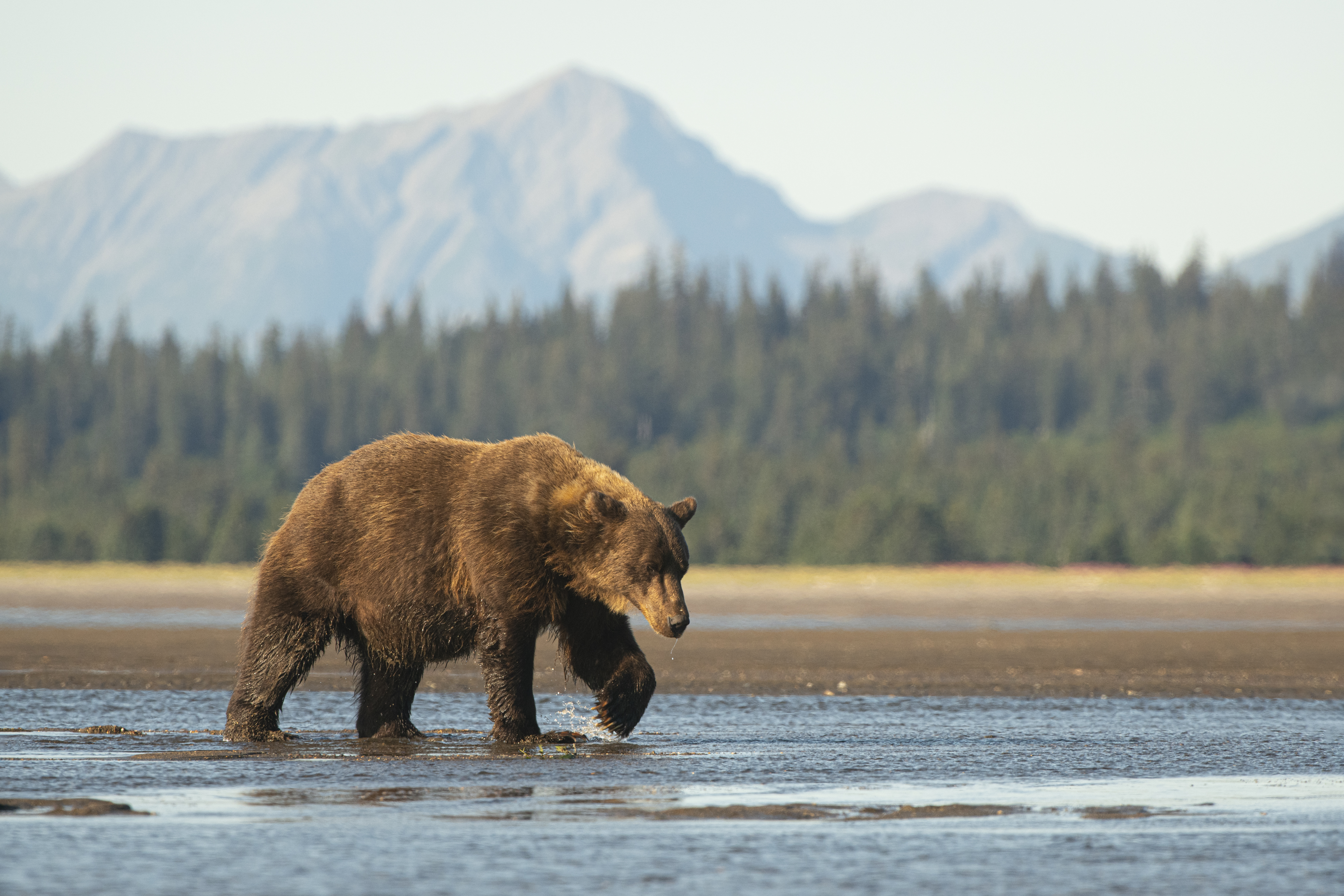 Какая скорость бега у медведя. Гризли на Аляске. Медведь Гризли. Бурый медведь на Аляске. Гризли североамериканский бурый медведь.
