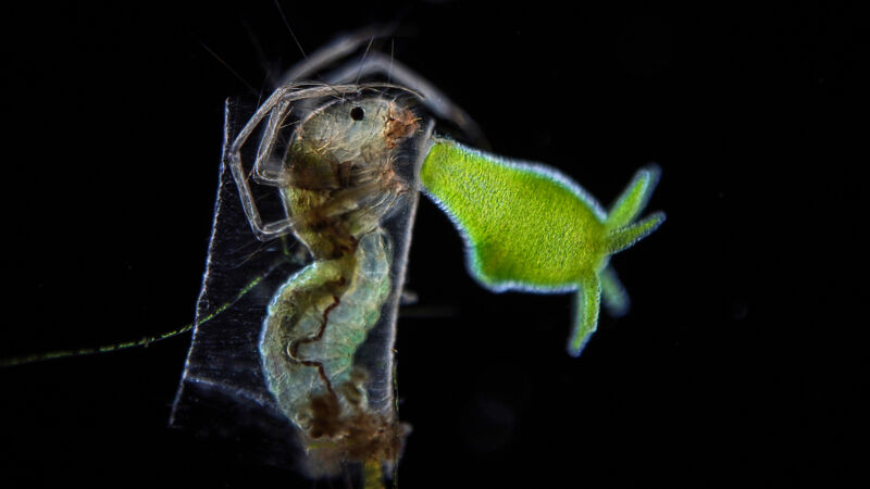 Image of a green object next to the head of an insect.