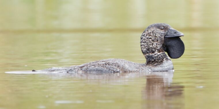 Confirmed: A duck named Ripper learned how to say “You bloody fool!”