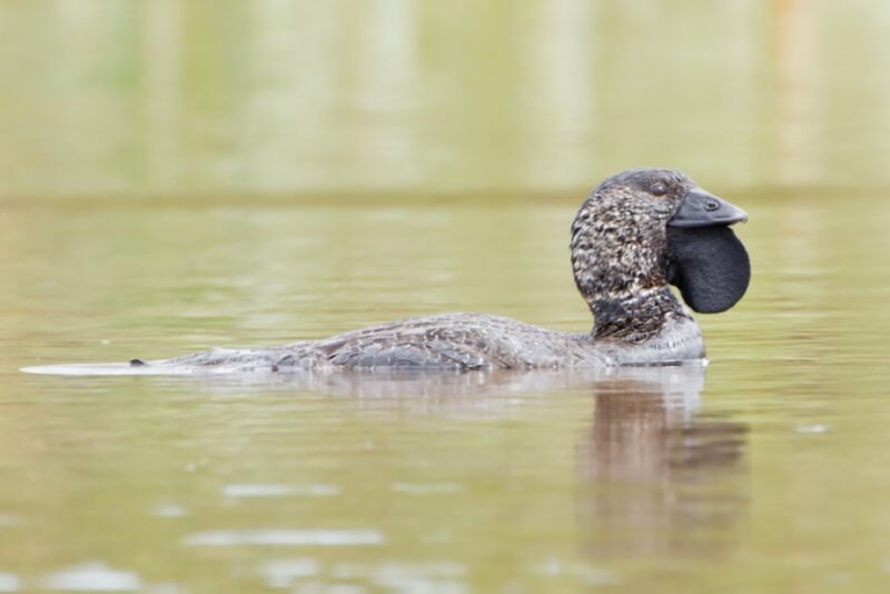 Male musk duck (<em>Biziura lobata</em>) captured in camera chillaxing in the wild in Sandford, Tasmania, Australia. Not the same duck recorded 30 years ago saying "You bloody fool!"