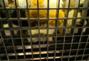 Tribbles lurk within the Jeffries tube.