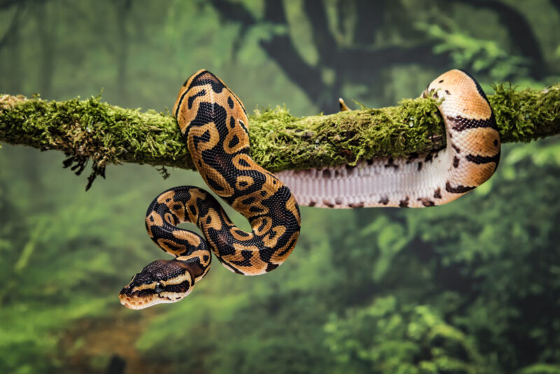 Image of a snake on a branch.