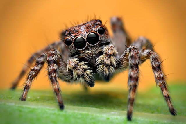 Unique spiders 🕷️ - Proof of Brain