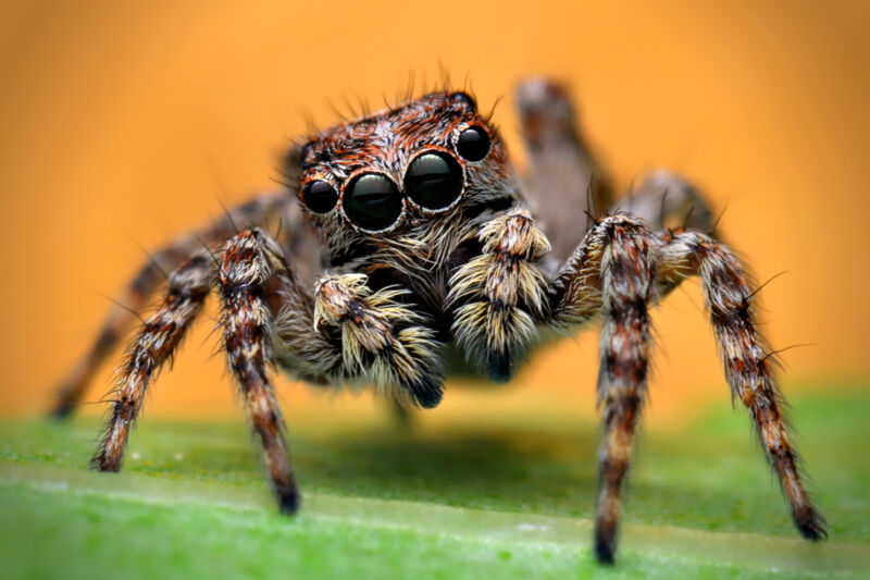 Image of a brown spider.