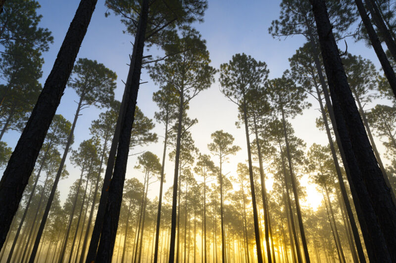 Imagen de un bosque de abetos altos.