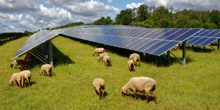 When it comes to solar farms, sheep are great groundskeepers