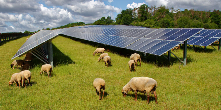 Wenn es um Solarfarmen geht, sind Schafe die großen Wächter der Erde