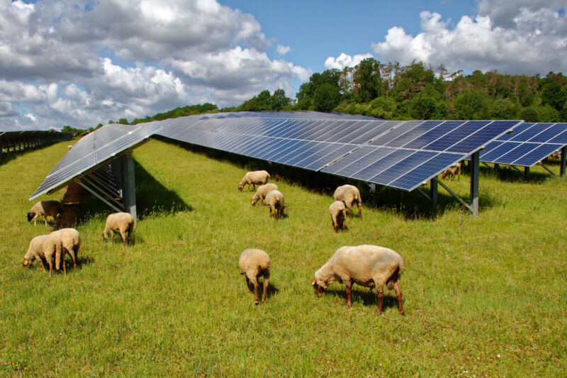 Image of solar panels with grazing sheep.