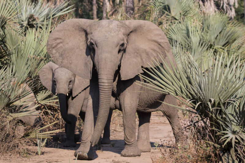Image of two elephants, the larger of which lacks tusks.