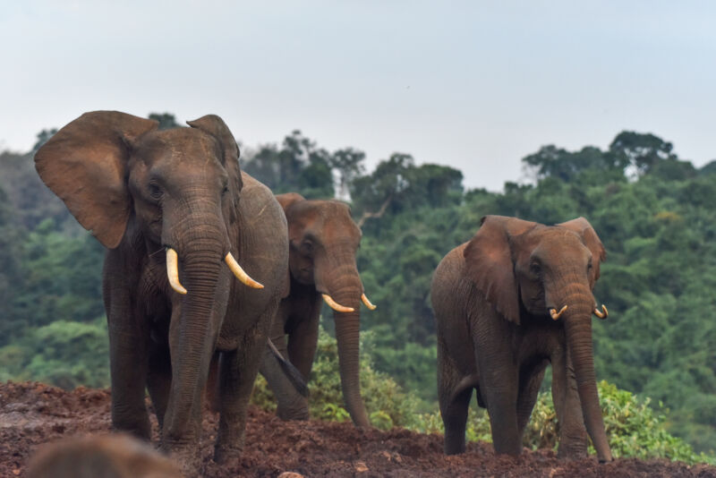 Image of three elephants