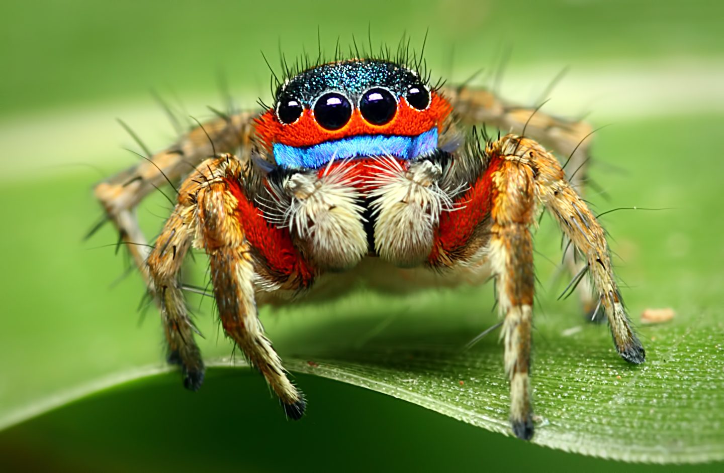 Spiders are much smarter than you think Ars Technica