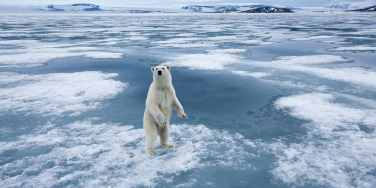 Climate change is shifting polar bears’ Arctic menu, research shows - Ars Technica