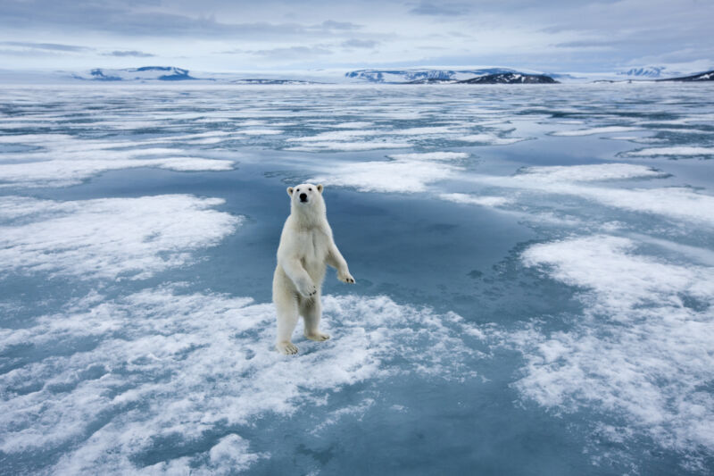 Polar bear (<em>Ursus maritimus</em>) standing upright on fjord ice at Sabinebukta Bay at Irminger Point on a summer morning.