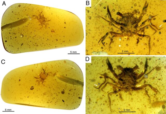 Meet C. athanata, a modern-looking eubrachyuran crab in Burmese amber. (A) Whole amber sample with crab inclusion in ventral view. (B) Close-up of ventral carapace. (C) Whole amber sample with crab inclusion in dorsal view. (D) Close-up of dorsal carapace. 