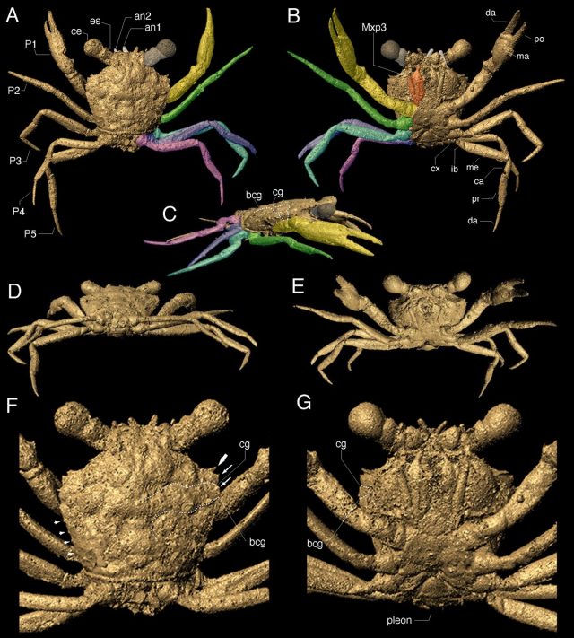 crab4-640x711.jpg