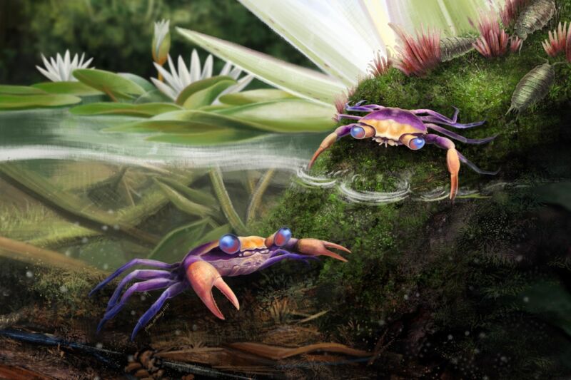 Dinosaur-era crab: First fully preserved specimen discovered