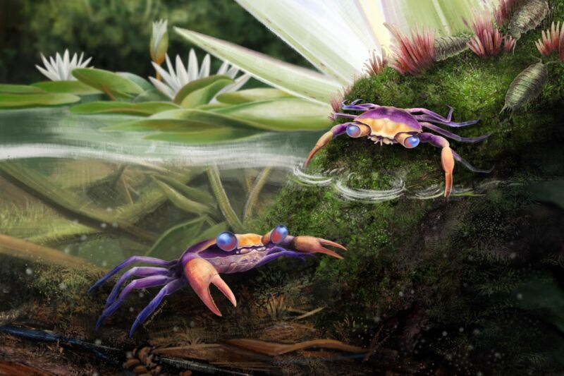 Trapped in amber: Fossilized dinosaur-era crab bridges evolutionary gap