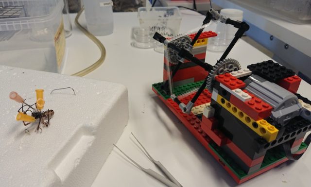 The extraction of silk from <em>Nephila edulis</em> using a mechanical apparatus made of LEGO bricks.