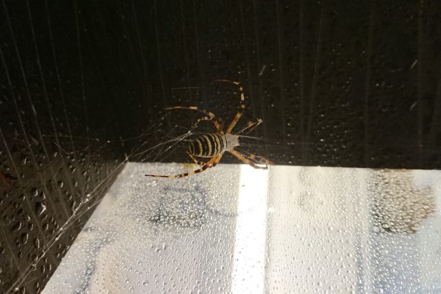 <em>Argiope bruennichi</em> spider in the lab.