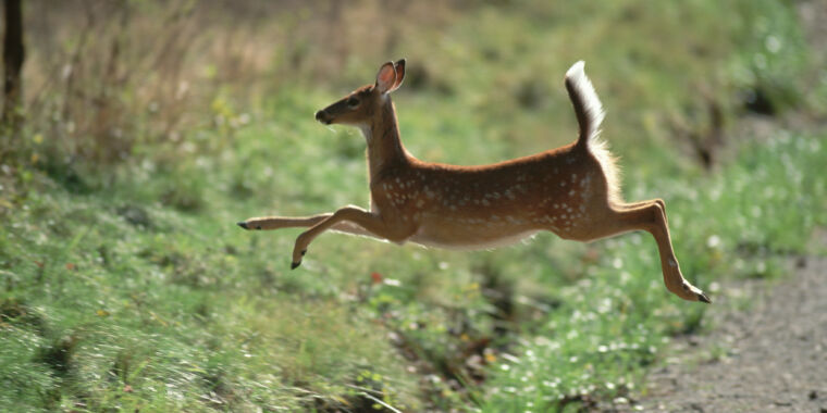 New study suggests SARS-CoV-2 spreading widely within wild deer population