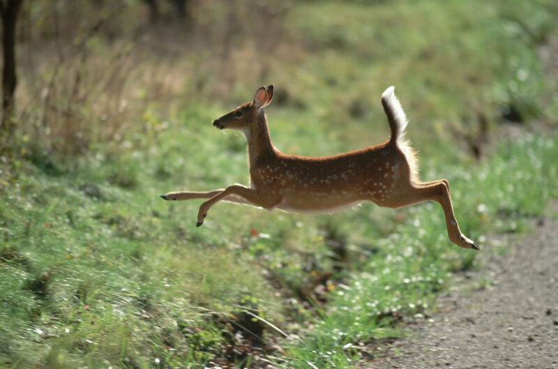 Imagem de um cervo jovem pulando em uma vala à beira da estrada.