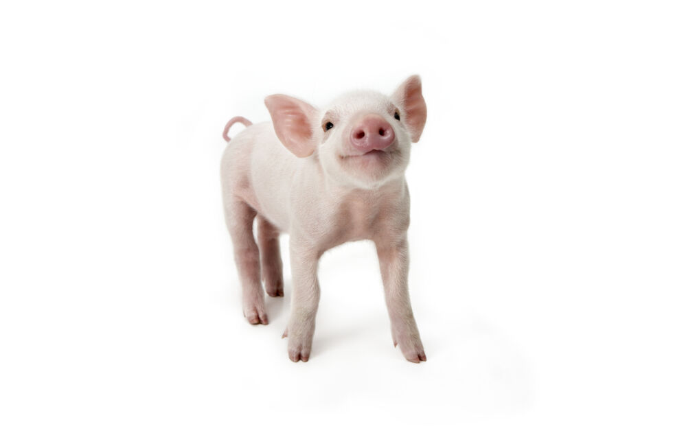 I found this lil' piggy in a Getty Images search for "cute pig." Definitely cute, A+++, would search again.