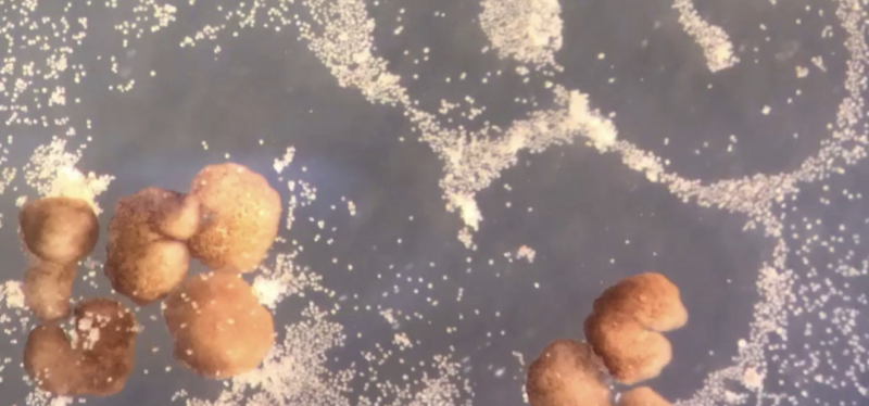 Clusters of frog cells look like beignets.
