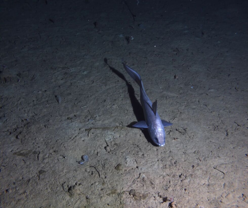 A rattail fish captured on BR-II's camera.