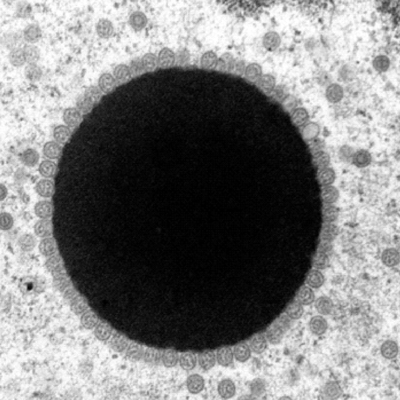 Image of a black circle surrounded by small grey spheres.