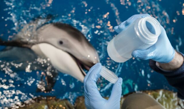 Microbiologists have cracked the case of Shedd Aquarium’s missing medicines