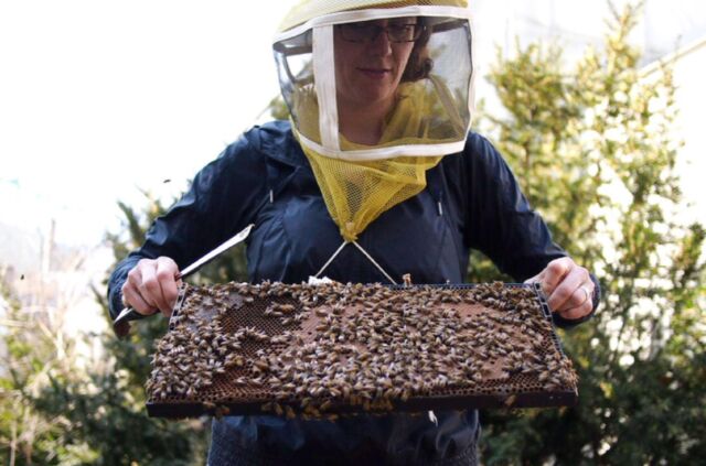 Biologist Heather Mattila of Wellesley College examines a group of honeybees.