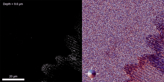 A depth scan through the wing scales of a pupa that has completed 83 percent of its metamorphosis. (left) The amount of light reflected by the scales. (right) The phase information showing finer gradations of how far the light traveled to the scales.