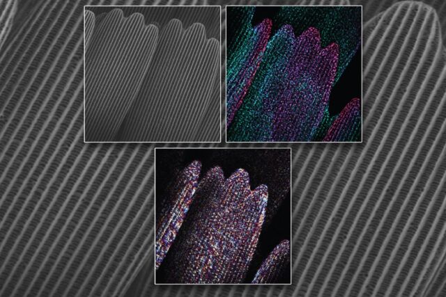 (top left) Typical SEM imaging of development of scales on butterfly wings. (top right, bottom) Quantitative phase imaging shows individual scales in more detail.