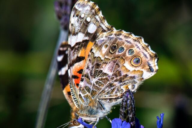 In a first scientists captured growth of butterfly wings inside