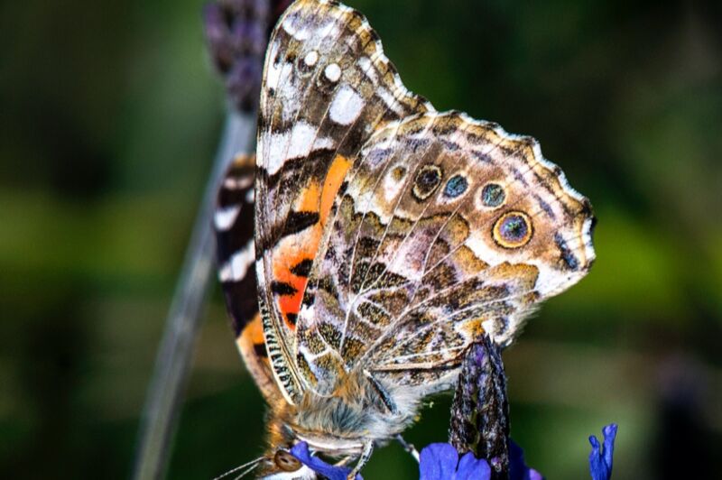 Close-up photograph of gorgeous butterfly.