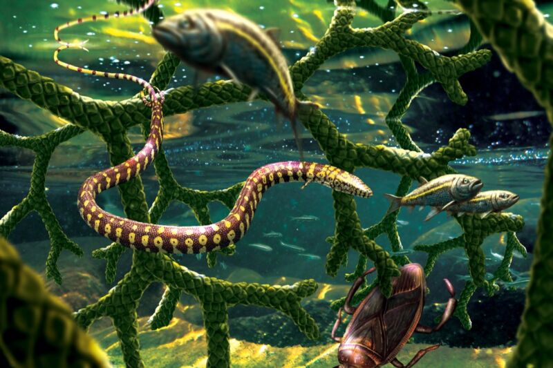 In this artist's representation, <em>Tetrapodophis amplectus</em> glides through a tangle of branches from the conifer <em>Duartenia araripensis</em> that have fallen into the water, sharing this habitat with a water bug in the family <em>Belostomatidae</em> and small fish.