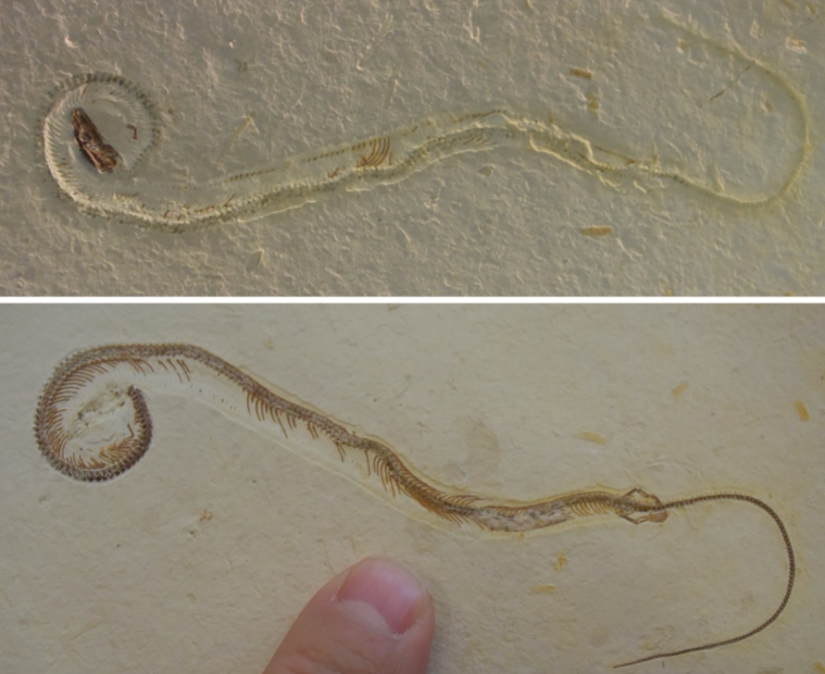 New study debunks controversial 2015 fossil find: It's not a four-limbed  snake after all | Ars Technica