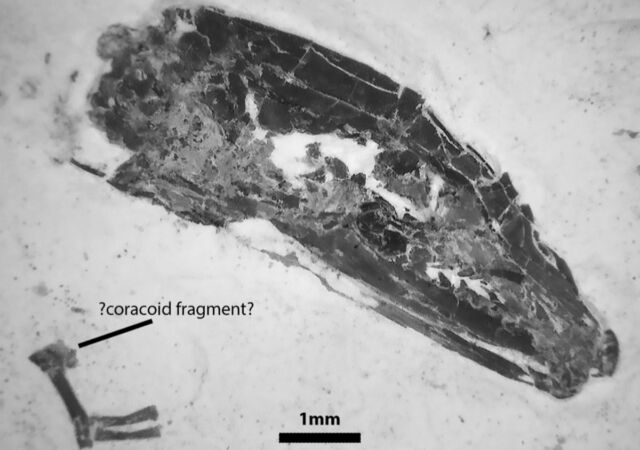 Left forelimb and skull of <em>Tetrapodophis amplectus</em> from the stone slab from which it was excavated.